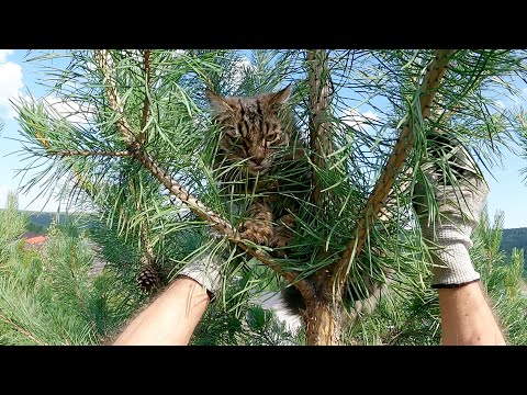 Видео: Маленький большой Бублик