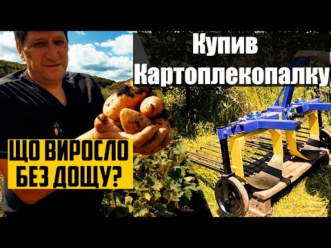 Видео: Купив картоплекопалку КП-2Р та перевірив урожай картоплі 2025!Без поливу та дощу!