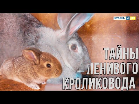 Видео: Кролиководство. "Землеход" раскрыл тайны бизнеса на ушах