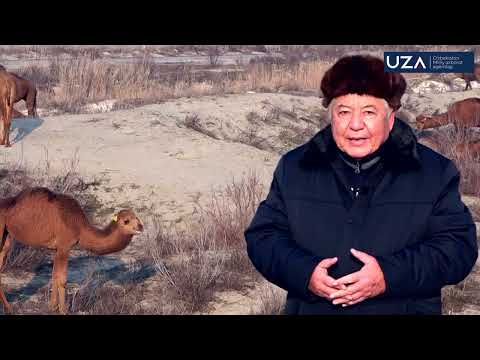 Видео: Туя сути қай даражада шифобахш, у барча беморни бирдек даволай оладими?