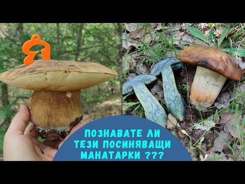 Видео: #Посиняващи #Манатарки, които не са #Дяволска #гъба