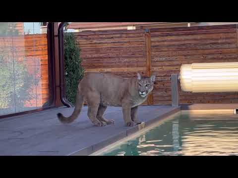 Видео: Месси чуть не нырнул в бассейн спасая жука. Пума Месси самая добрая в мире пума