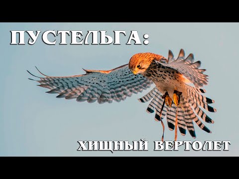 Видео: Пустельга: Маленький Сокол | Интересные факты про пустельгу