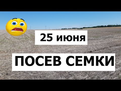 Видео: Я сделал это! Посев подсолнуха 25 июня