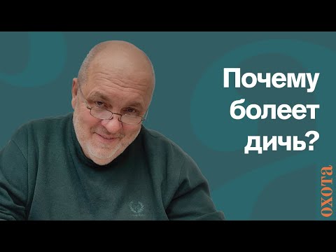 Видео: Заражение. Валерий Кузенков о большем количестве заболеваемости дичи.