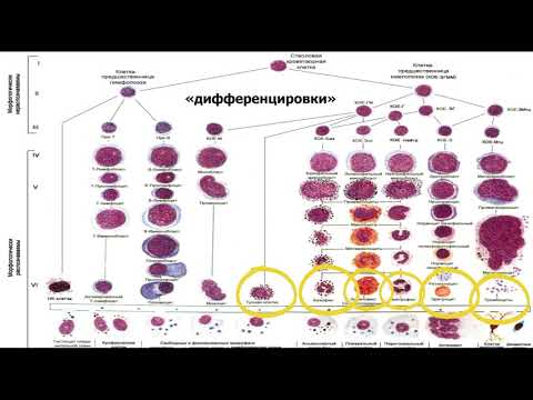 Видео: основные показатели крови