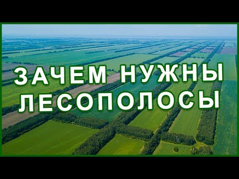 Видео: Здоровый ЛЕС - главное богатство страны и народа! Каменная степь. Фролов Ю.А.