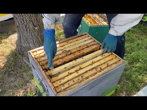 Видео: Цінна інформація і мало хто розкаже, вивід бджолиних МАТОК.