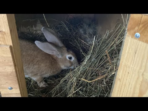 Видео: Утреннее кормление кроликов🐰кролики🐇✨кролиководство🐰🎀