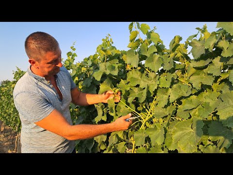 Видео: Зеленая обрезка виноградной лозы. Часть 5 (Ломка кольтов)