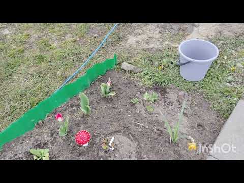 Видео: ДАЧА#22 ВЫСАДИЛА ОГУРЦЫ И ТОМАТЫ В ТЕПЛИЦУ #НОВАЯ СКВАЖИНА #