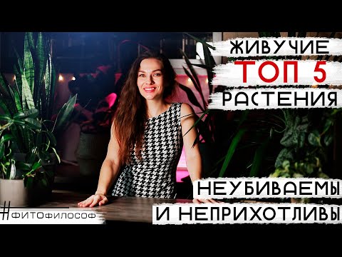 Видео: ТОП 5 ЖИВУЧИХ РАСТЕНИЙ для новичка 🌵 Самые НЕПРИХОТЛИВЫЕ цветы, помимо замиокулькаса