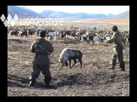 Видео: ЛОВКАЧИ