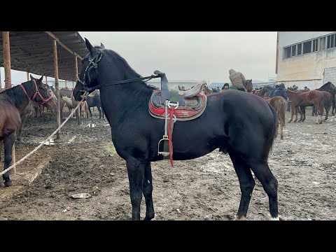 Видео: СРОЧНО ТАМОШО КУ АСПБОЗ ЛЕНИНСКИЙ РАЙОН 🥶😱АСПИ КАЛОНТАРИН 1 млн сомони 🚨100 000 ПРАСМОТР 😱😱