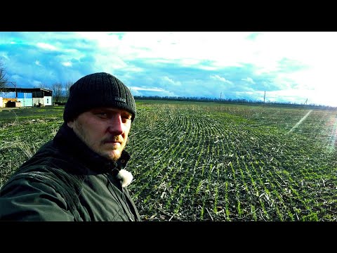 Видео: Прямой посев или дисковка. Эксперимент