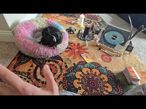 Видео: Копия 🐈 Злой, ты оригинал.