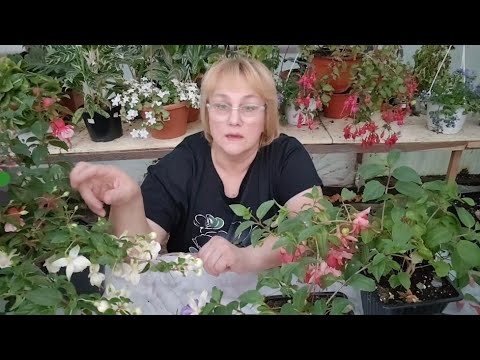Видео: Обрезка фуксии на зиму