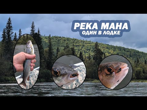 Видео: Рыбалка на реке Мана в Августе. Один в лодке. Ловля Хариуса на легкую балду. #Sibnymph