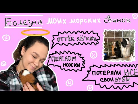 Видео: Болезни морских свинок/ ОТТЁК ЛЕГКИХ/ ПОТЕРЯЛИ ЗУБЫ/ ПЕРЕЛОМ/ что делать, как быть???🤯😭/ВСЯ ПРАВДА