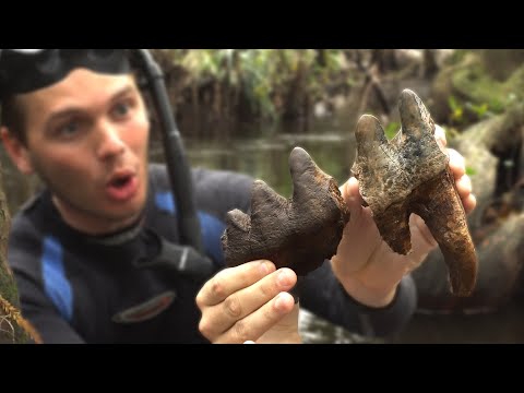 Видео: Поиск окаменелостей во Флориде... Мы никогда не должны были этого найти