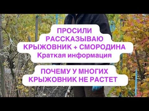 Видео: КРЫЖОВНИК СМОРОДИНА ОСЕНЬ 2025 для новичка 