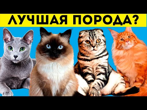 Видео: 10  ЛУЧШИХ пород КОШЕК для новичков