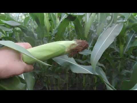 Видео: Кукуруза КВС "КЕРБЕРОС" (як воно в 2021р)