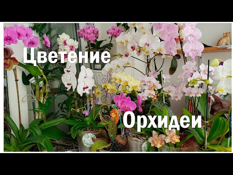 Видео: Вот мои цветущие красавицы орхидеи - обзор!