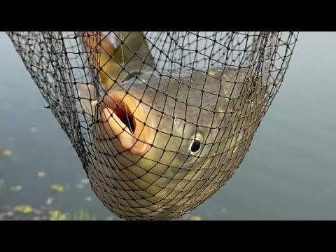 Видео: Рыбалка на Сырдарье. Арена. Мехнат.