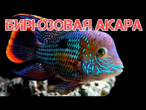 Видео: БИРЮЗОВАЯ АКАРА. СОДЕРЖАНИЕ И РАЗВЕДЕНИЕ
