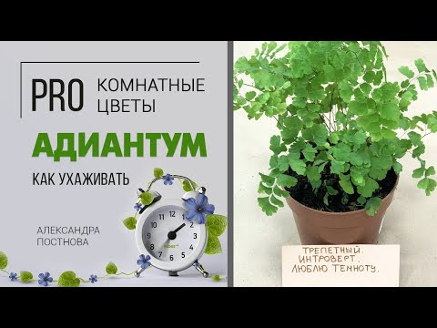 Видео: Папоротник Адиантум Фрагранс, в просторечии Венерин волос. Уход за адиантумом. Нежный папоротник.