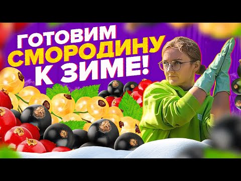 Видео: ГОТОВИМ СМОРОДИНУ к ЗИМЕ! ОБРЕЗКА, ПОДКОРМКА, УКРЫТИЕ