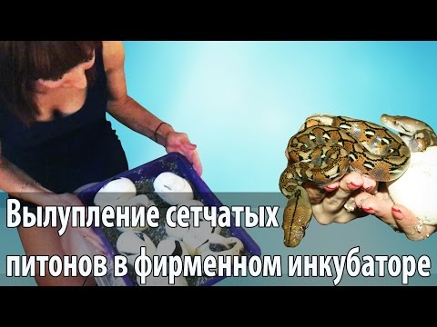 Видео: Вылупление сетчатых питонов в фирменном инкубаторе