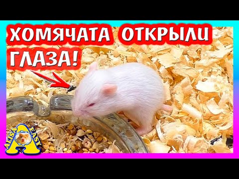 Видео: У ХОМЯЧАТ ОТКРЫЛИСЬ ГЛАЗА / ХОМКИ СТРЕЛКА / ХОМЯЧАТА КЭМПБЕЛЛА / РАСПАКОВКА / Alisa Easy Pets