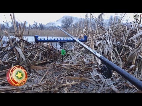 Видео: Прикормил бальзамом и пошла лютая раздача на поплавок.