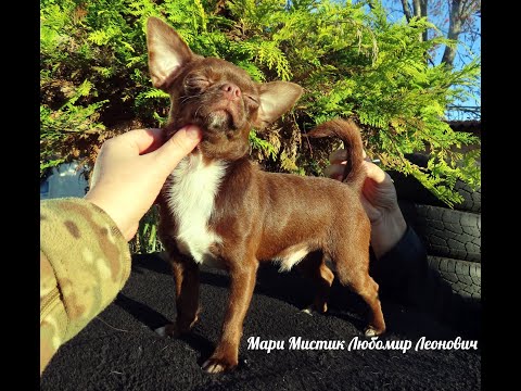 Видео: #ЩЕНКИ_чихуахуа_купить_ПРОДАЮ возраст ОТ 2 НЕДЕЛЬ до 2 лет #ЦЕНЫ ОТ 15 тр. #ДОСТАВКАесть 89215950848