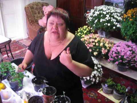 Видео: дихондра или инфаркт МИкарда в два пальца рубец