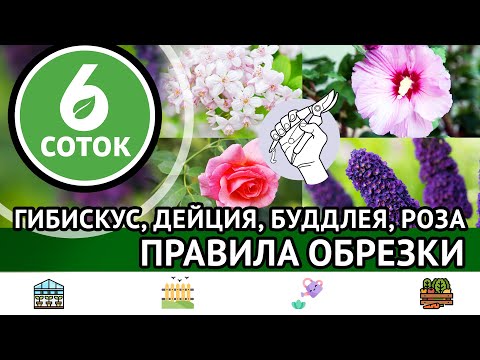 Видео: Гибискус, дейция, буддлея, роза. Правила обрезки. 6 соток 11.03.2024