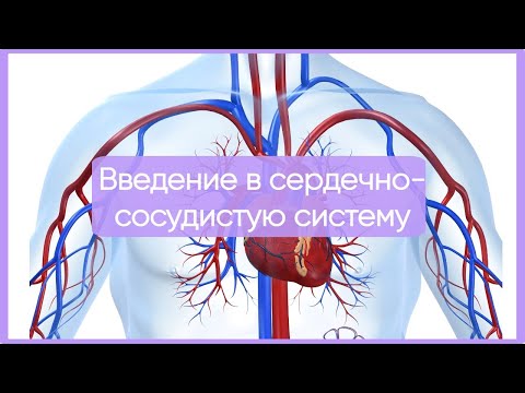 Видео: Гистология ССС за 27 минут