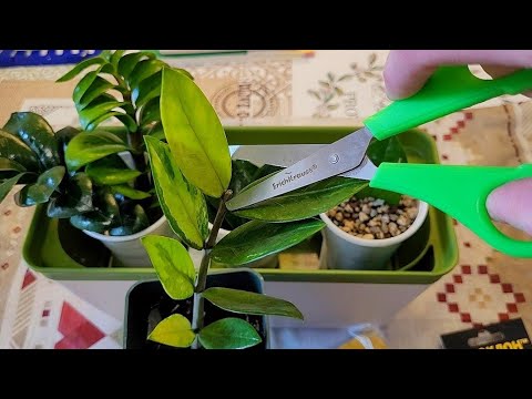 Видео: ЖАЛЬ, что РАНЬШЕ так не укореняла Замиокулькас! Быстро, просто и БЕЗ УДОБРЕНИЙ