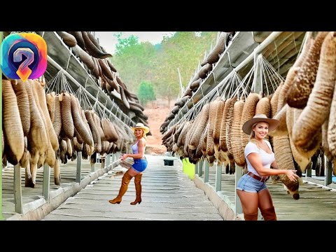 Видео: Как МИЛИЛАРДЫ морских огурцов перерабатываются на фабрике. Удивительный сбор морских огурцов.