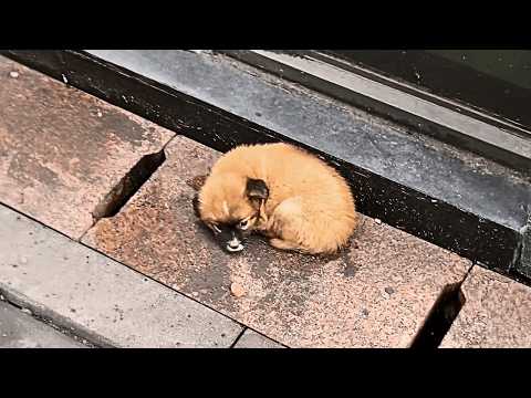 Видео: После разлуки с мамой маленький щенок грустно свернулся в комок и отвергал любую доброту.