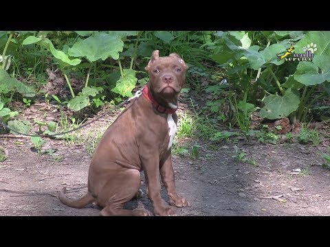 Видео: Щенок питбуль, съедает очень много корма, первое занятие полностью