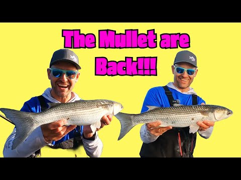 Видео: Кефаль в моде!!!