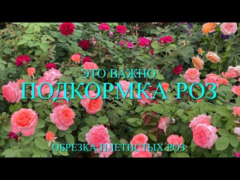 Видео: Розы. Важные работы, которые нельзя пропустить : обрезка, подкормка …. 🌹🌹🌹