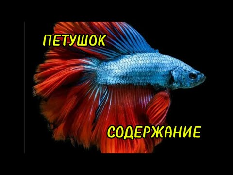 Видео: ПЕТУШОК🐠: содержание, кормление , разведение , секреты для удачного нереста !
