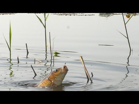 Видео: ДАВНО ТАК НЕ РЫБАЧИЛ!!! БЕШЕНЫЙ КЛЕВ КАРАСЯ!!! ПОКЛЕВКИ КРУПНЫМ ПЛАНОМ! РЫБАЛКА НА БОКОВОЙ КИВОК!