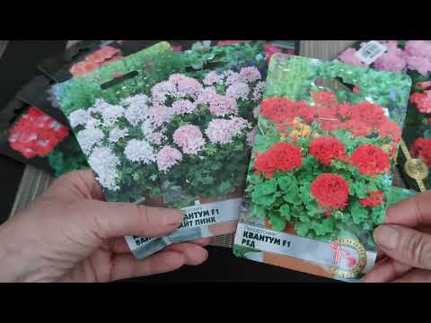 Видео: Обзор семян пеларгоний из Озона