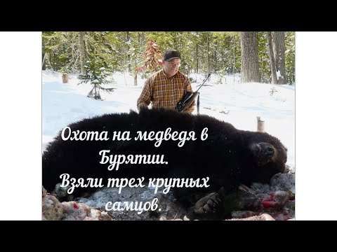 Видео: Охота на медведя в Бурятии. Взяли трех крупных самцов.