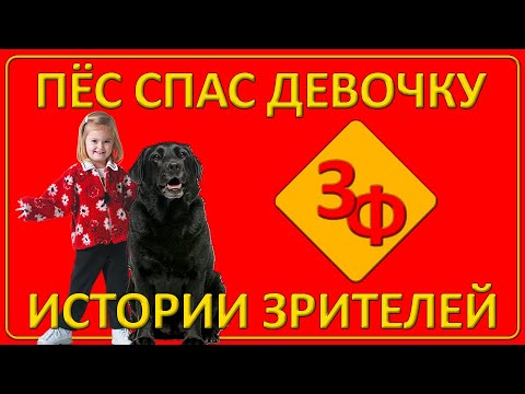 Видео: 081 Загадочный пёс спас девочку от волков | Истории наших зрителей